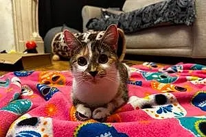 Name European Shorthair Cat Clementine