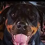 Dog, Eyes, Carnivore, Dog breed, Human Body, Collar, Whiskers, Working Animal, Companion dog, Fawn, Liver, Snout, Dog Collar, Rottweiler, Bored, Canidae, Furry friends, Terrestrial Animal, Metal