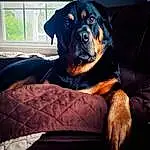 Dog, Carnivore, Window, Dog breed, Comfort, Companion dog, Fawn, Rottweiler, Couch, Tints And Shades, Working Animal, Snout, Whiskers, Furry friends, Sitting, Canidae, Guard Dog, Dog Supply, Working Dog