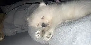 Name Pomeranian Dog Frosty