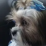 Head, Dog, Dog breed, Blue, Carnivore, Ear, Companion dog, Liver, Whiskers, Fawn, Toy Dog, Snout, Close-up, Canidae, Dog Supply, Terrestrial Animal, Shih Tzu, Terrier, Furry friends