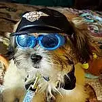 Dog, Goggles, Vision Care, Sunglasses, Dog breed, Carnivore, Eyewear, Companion dog, Dog Supply, Toy Dog, Snout, Terrier, Personal Protective Equipment, Furry friends, Fashion Accessory, Small Terrier, Dog Collar, Beard, Canidae