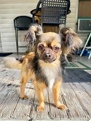 Name Chihuahua Dog Alexander