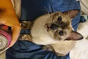 Name Siamese Cat Beanie