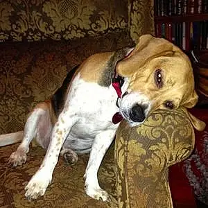 Name Beagle Dog Bama
