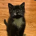 Cat, Felidae, Window, Carnivore, Small To Medium-sized Cats, Wood, Iris, Whiskers, Fawn, Hardwood, Snout, Tail, Terrestrial Animal, Wood Stain, Furry friends, Domestic Short-haired Cat, Paw, Black cats, Varnish