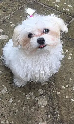 Name Maltese Dog Chica