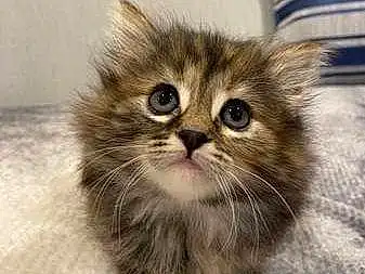Cat, Felidae, Carnivore, Small To Medium-sized Cats, Whiskers, Fawn, Snout, Furry friends, Domestic Short-haired Cat, Terrestrial Animal, British Longhair