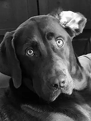 Name Labrador Retriever Dog Kingston