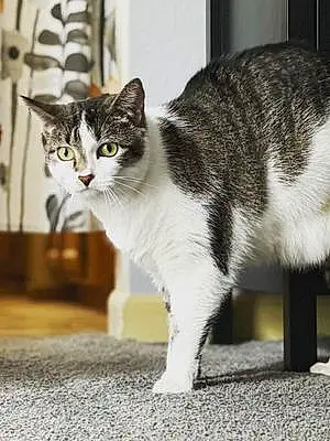 Name Cat Georgia