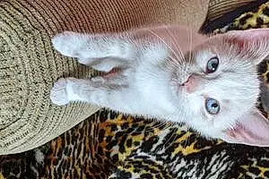 Name Exotic Shorthair Cat Judy