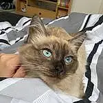 Cat, Eyes, Felidae, Siamese, Carnivore, Small To Medium-sized Cats, Whiskers, Fawn, Snout, Box, Furry friends, Domestic Short-haired Cat, Thai, Birman, Pet Supply, Shipping Box, Comfort, Balinese, Tonkinese, Bag