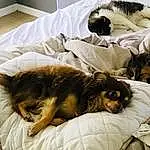 Dog, Felidae, Dog breed, Comfort, Carnivore, Small To Medium-sized Cats, Companion dog, Whiskers, Linens, Canidae, Furry friends, Bedding, Bed, Duvet, Nap, Bed Sheet, Room