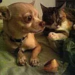 Dog, Cat, Carnivore, Dog breed, Fawn, Working Animal, Companion dog, Chihuahua, Felidae, Whiskers, Snout, Toy Dog, Small To Medium-sized Cats, Canidae, Comfort, Terrestrial Animal, Furry friends, Domestic Short-haired Cat