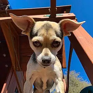 Name Chihuahua Dog Hobbes