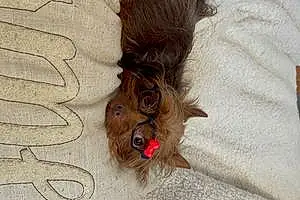 Name Yorkshire Terrier Dog Cammie