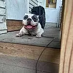 Dog, Window, Wood, Dog breed, Door, Carnivore, Bulldog, Fawn, Companion dog, Hardwood, Dog Collar, Collar, Stairs, Working Animal, Plank, Wood Stain, Porch