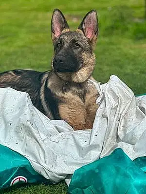German Shepherd Dog Odin