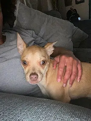 Name Chihuahua Dog Chyna