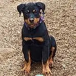 Dog, Dog breed, Carnivore, Fawn, Working Animal, Companion dog, Snout, Canidae, Guard Dog, Working Dog, Soil, Shadow, Toy Dog, Terrestrial Animal, Pinscher, Hunting Dog, Puppy
