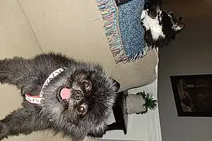 Pomeranian Dog Boo