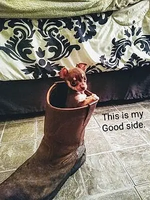 Chihuahua Dog Peanut