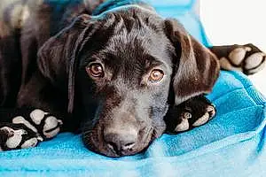 Name Labrador Retriever Dog Coal