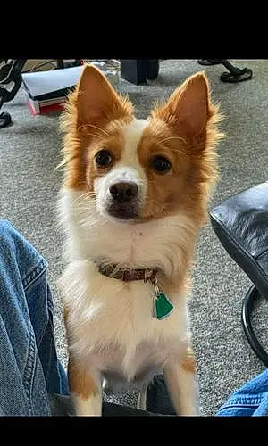 Chihuahua Dog Rambo