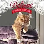Cat, Felidae, Carnivore, Small To Medium-sized Cats, Font, Whiskers, Fawn, Poster, Art, Tail, Internet Meme, Photo Caption, Pet Supply, Cat Supply, Furry friends, Paw, Advertising, Rectangle, Winter, Domestic Short-haired Cat