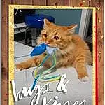 Cat, Carnivore, Poster, Fawn, Felidae, Font, Whiskers, Small To Medium-sized Cats, Photo Caption, Publication, Rectangle, Tail, Advertising, Art, Paw, Cat Supply, Illustration, Graphics, Pet Supply