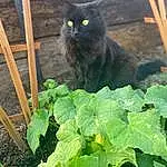 Cat, Plant, Felidae, Carnivore, Small To Medium-sized Cats, Grass, Fawn, Wood, Groundcover, Whiskers, Tail, Terrestrial Animal, Annual Plant, Black cats, Domestic Short-haired Cat, Furry friends, Herb, Plant Stem, Flowering Plant