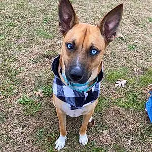 Name Boxer Dog Azul