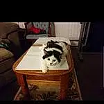 Furniture, Table, Chair, Wood, Carnivore, Whiskers, Felidae, Companion dog, Hardwood, Comfort, Couch, Small To Medium-sized Cats, Dog breed, Darkness, Furry friends, Plant, Room, Sitting