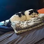Cat, Comfort, Felidae, Textile, Carnivore, Small To Medium-sized Cats, Whiskers, Wood, Snout, Linens, Furry friends, Cat Supply, Duvet, Domestic Short-haired Cat, Bedding, Tail, Nap, Bed Sheet