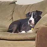 Dog, Couch, Furniture, Comfort, Carnivore, Dog breed, Working Animal, Fawn, Companion dog, Snout, Bored, Collar, Canidae, Whiskers, Terrestrial Animal, Non-sporting Group, Sitting, Dog Collar, Slipcover