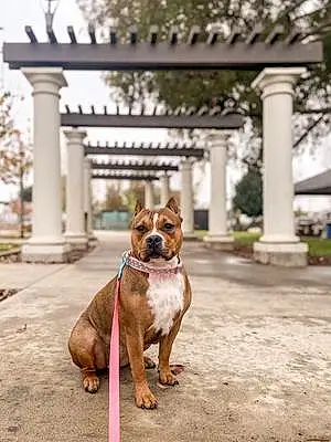 Name Pitt Bull Terrier Dog Beauty