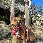 Plant, Dog, Dog breed, Building, Carnivore, Window, Collar, Tree, Sky, Dog Supply, Working Animal, Fawn, Companion dog, House, Dog Collar, Dog Clothes, Snout, Pet Supply, Leash