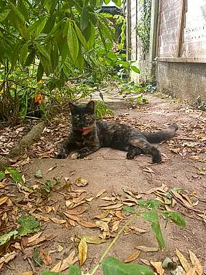 Name Cat Bagheera