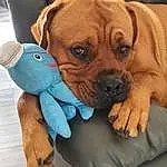 Dog, Dog breed, Carnivore, Gesture, Working Animal, Comfort, Dog Supply, Companion dog, Liver, Fawn, Snout, Toy, Canidae, Furry friends, Whiskers, Wrinkle, Electric Blue, Stuffed Toy, Pet Supply