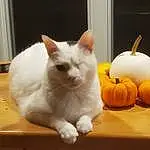 Cat, Pumpkin, Felidae, Carnivore, Cucurbita, Small To Medium-sized Cats, Calabaza, Whiskers, Winter Squash, Fawn, Squash, Natural Foods, Gourd, Vegetable, Snout, Tail, Creative Arts, Produce, Comfort, Furry friends