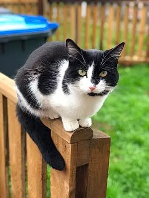 Name British Shorthair Cat Evie