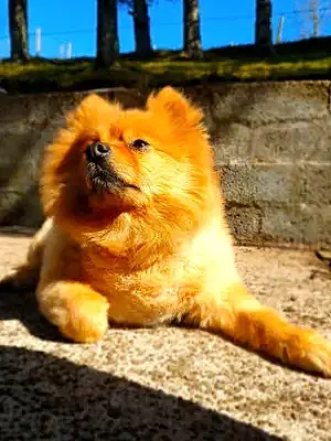 Pomeranian Dog Ralph