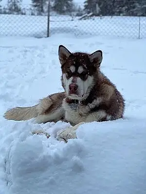 Alaskan Malamute Dog Beau