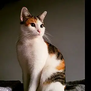Name American Shorthair Cat Athena