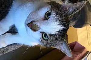 Name American Shorthair Cat Dotty