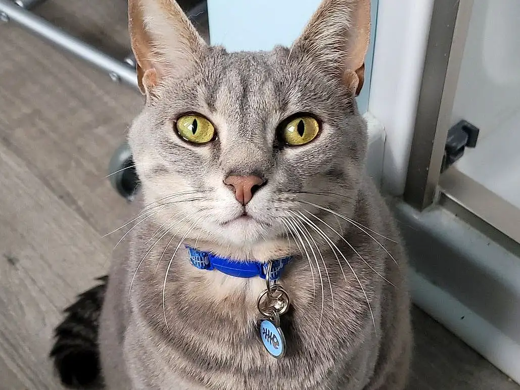 Head, Cat, Eyes, Felidae, Carnivore, Small To Medium-sized Cats, Grey, Whiskers, Window, Snout, Tail, Wood, Domestic Short-haired Cat, Paw, Furry friends, Hardwood, Terrestrial Animal, Door, Sitting