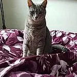 Cat, Purple, Comfort, Textile, Carnivore, Grey, Whiskers, Felidae, Bed, Small To Medium-sized Cats, Couch, Tail, Snout, Magenta, Pattern, Linens, Domestic Short-haired Cat, Furry friends, Sitting, Bedding