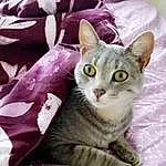Cat, Felidae, Carnivore, Pink, Small To Medium-sized Cats, Comfort, Fawn, Whiskers, Snout, Tail, Pet Supply, Domestic Short-haired Cat, Furry friends, Cat Supply, Paw, Magenta, Linens, Photo Caption, Pattern, Collar