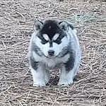 Dog, Carnivore, Dog breed, Sled Dog, Terrestrial Animal, Siberian Husky, Grass, Snout, Canidae, Canis, Furry friends, Working Dog, Twig, Wolf, Non-sporting Group