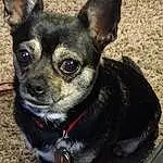 Dog, Eyes, Dog breed, Carnivore, Ear, Whiskers, Companion dog, Chihuahua, Fawn, Collar, Working Animal, Toy Dog, Snout, Furry friends, Russkiy Toy, Canidae, Dog Supply, Terrestrial Animal, Corgi-chihuahua
